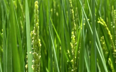 濁水溪的饋贈與竹塘的驕傲